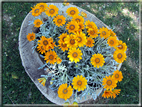 foto Fiori